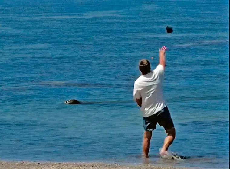 Wildlife advocates say education efforts lacking after monk seal video