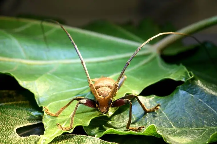 ‘Seek-and-destroy’ nematodes key to fighting invasive beetle