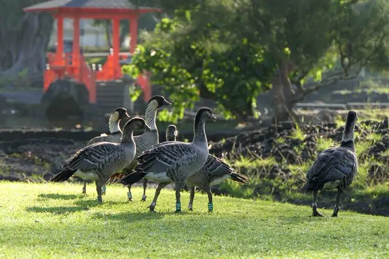 Nene goslings take flight after surviving in Hilo park
