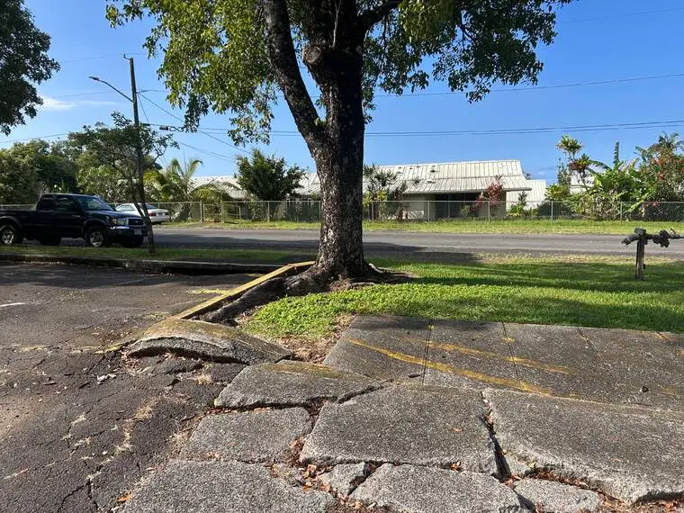 County halts plan to remove 37 trees from Honoka‘a park