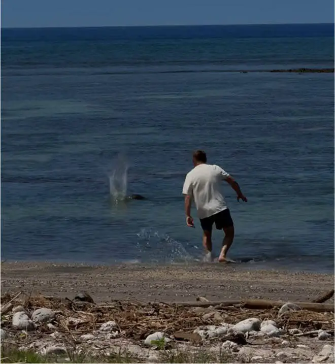 Feds charge Washington man for throwing large rock at monk seal on Maui