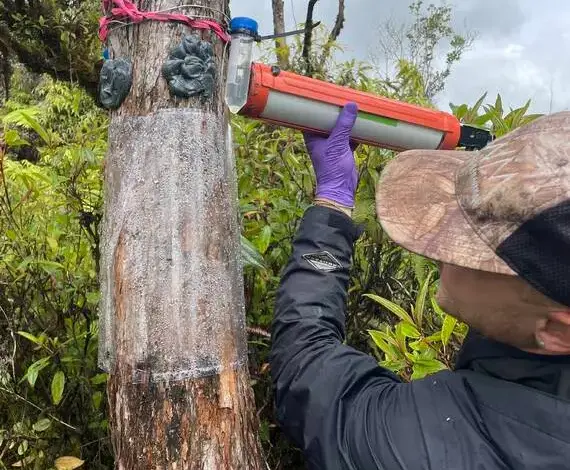 Fight against Rapid Ohia Death advances
