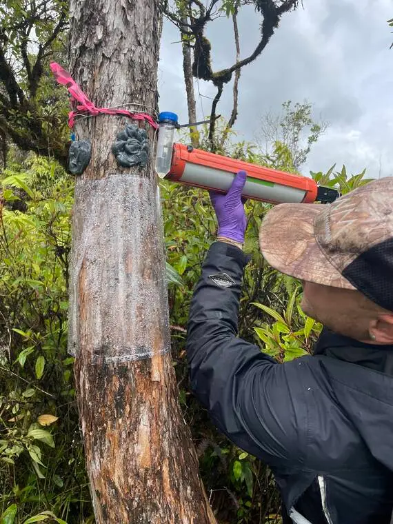 Fight against Rapid Ohia Death advances