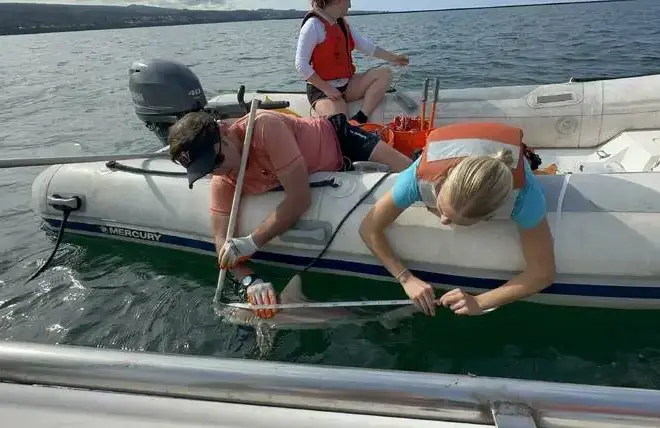 Blacktip shark ‘nursery’ discovered in Hilo Bay