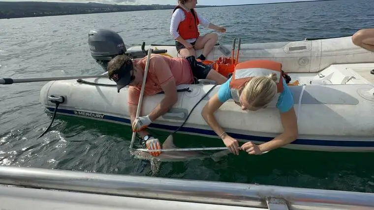 Blacktip shark ‘nursery’ discovered in Hilo Bay