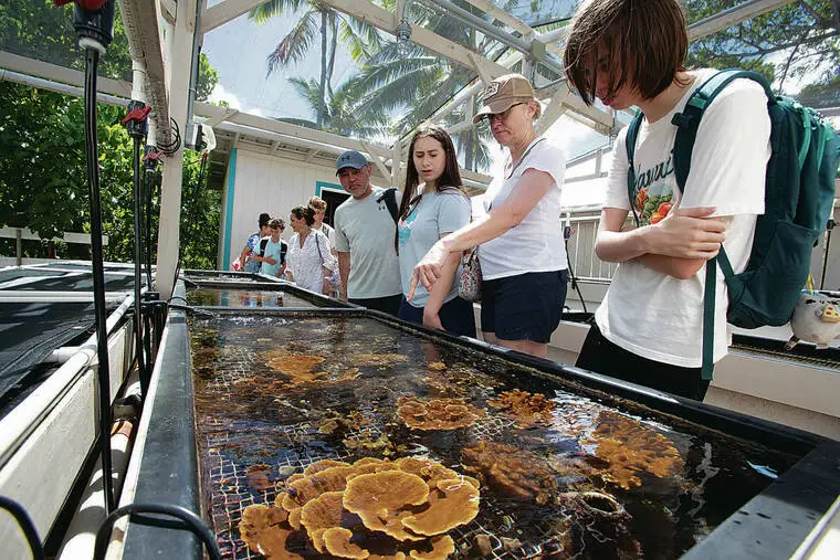 After storm damage, Hawaii’s reefs brace for another blow from El Nino
