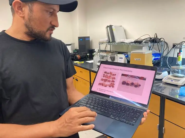 UH lab gives sweet potato farmers a leg up on the Hamakua Coast