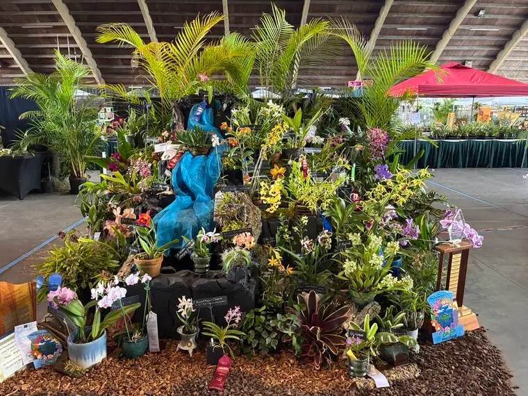 Hilo Orchid Show returns