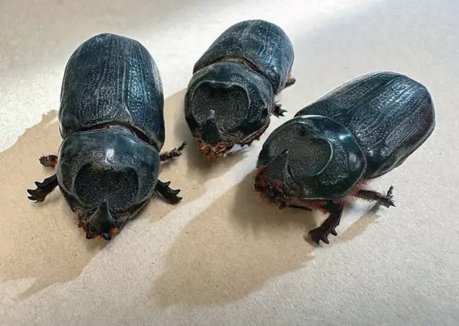 Rules to limit CRB spread passed on Big Island and Maui