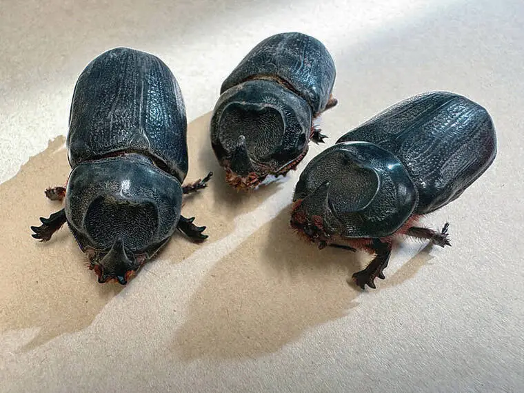 Rules to limit CRB spread passed on Big Island and Maui