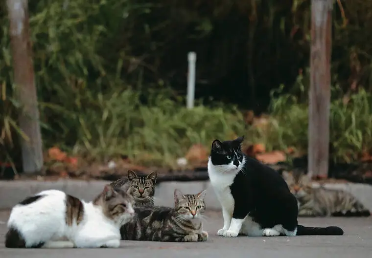 DLNR’s proposed rules stir debate over cat management