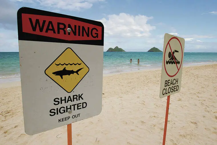El Nino not expected to bring more shark activity to Hawaii
