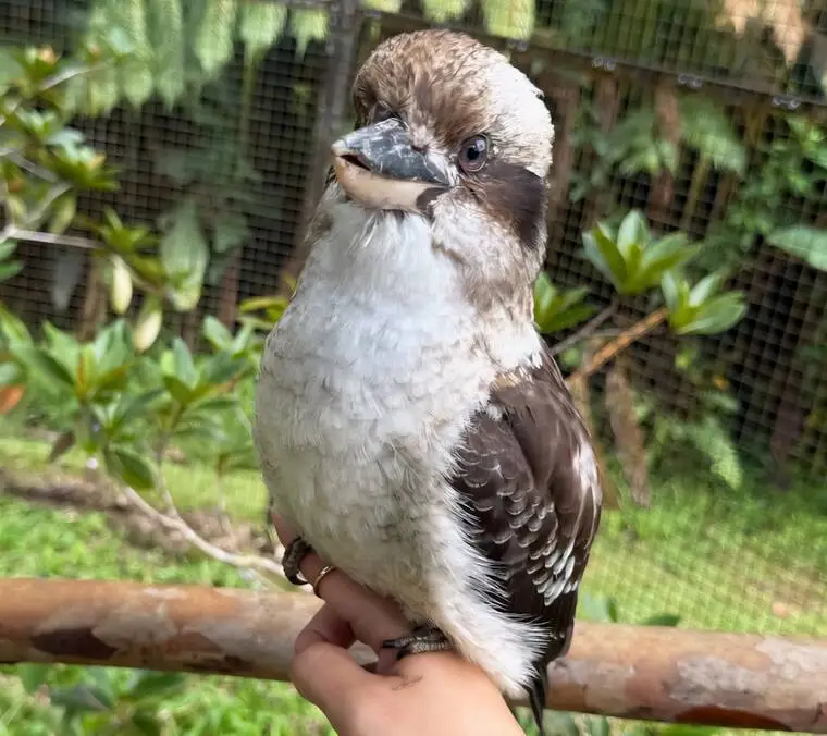 Zoo optimistic after implementing admission fees: More than $500,000 collected