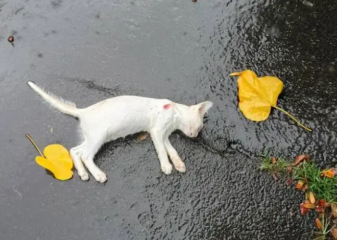 Cats found shot to death on Banyan Drive