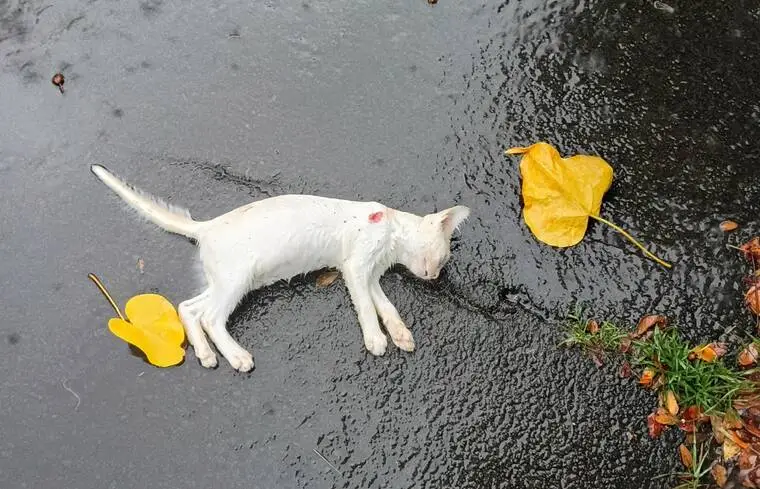 Cats found shot to death on Banyan Drive