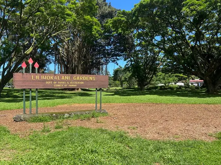 Tree removal and maintenance work continues in Hilo park